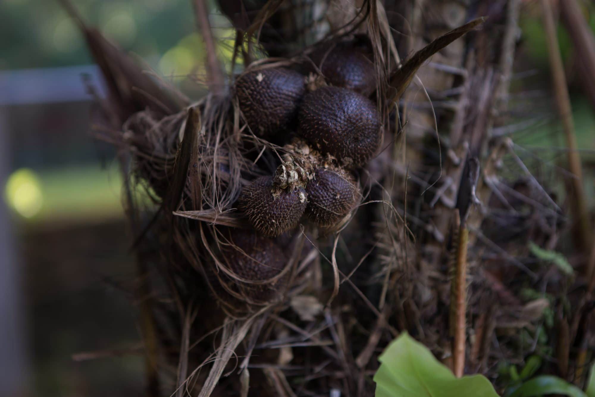 Clusters of fresh salak (snake fruit) growing on the palm in the garden of Villa Tanen